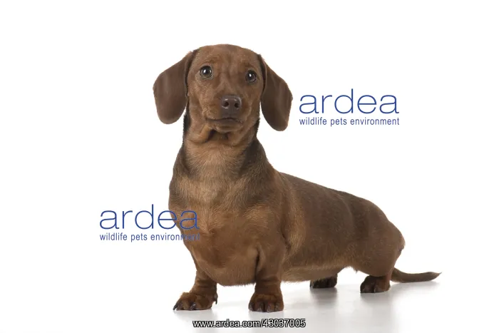 : DOG. Miniature Dachshund : DOG. Miniature Dachshund
