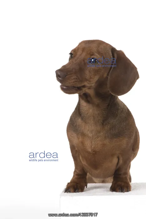 : DOG. Miniature Dachshund : DOG. Miniature Dachshund