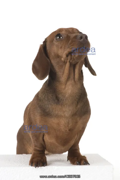 : DOG. Miniature Dachshund : DOG. Miniature Dachshund