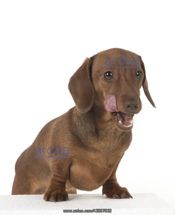 : DOG. Miniature Dachshund : DOG. Miniature Dachshund