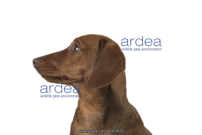 : DOG. Miniature Dachshund : DOG. Miniature Dachshund