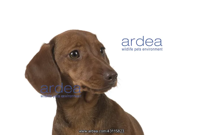 : DOG. Miniature Dachshund : DOG. Miniature Dachshund