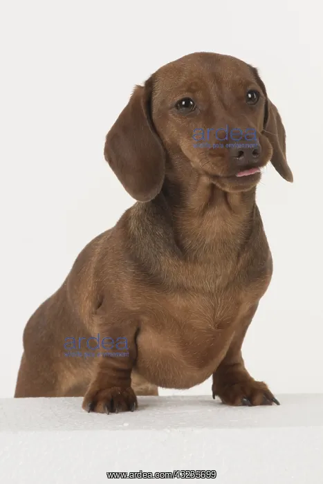 : DOG. Miniature Dachshund : DOG. Miniature Dachshund