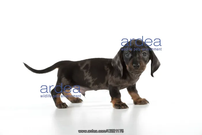 : Dog Miniature Dachshund 7 week old puppy : Dog Miniature Dachshund 7 week old puppy