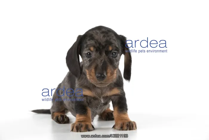 : Dog Miniature Dachshund 7 week old puppy : Dog Miniature Dachshund 7 week old puppy