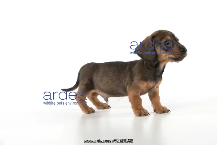 : Dog Miniature Dachshund 7 week old puppy : Dog Miniature Dachshund 7 week old puppy