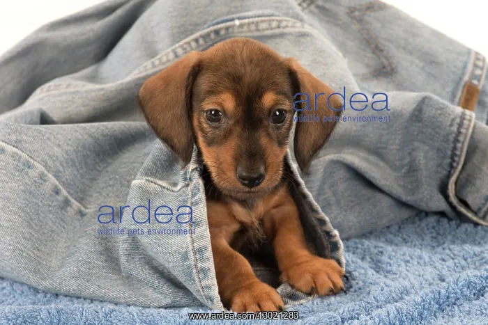 : Dog Miniature Dachshund 7 week old puppy : Dog Miniature Dachshund 7 week old puppy