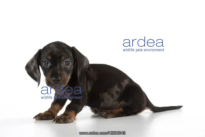 : Dog Miniature Dachshund 7 week old puppy : Dog Miniature Dachshund 7 week old puppy