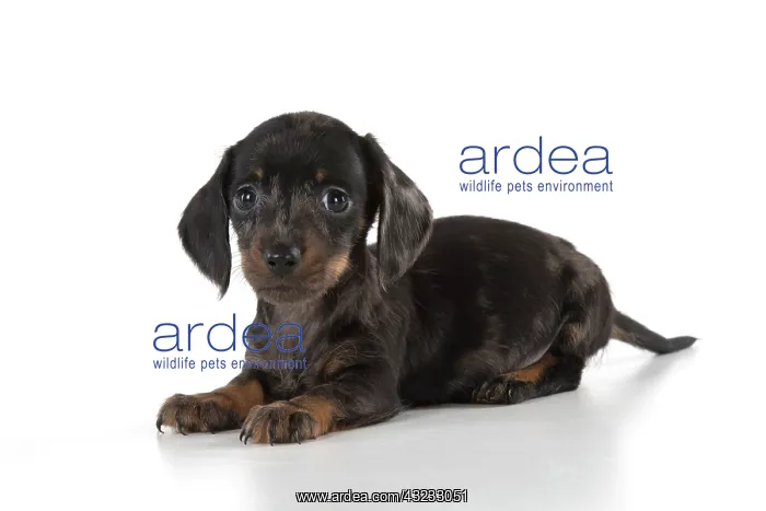 : Dog Miniature Dachshund 7 week old puppy : Dog Miniature Dachshund 7 week old puppy