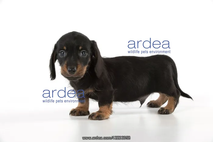 : Dog Miniature Dachshund 7 week old puppy : Dog Miniature Dachshund 7 week old puppy