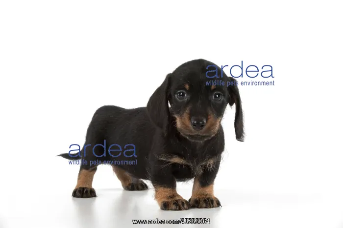 : Dog Miniature Dachshund 7 week old puppy : Dog Miniature Dachshund 7 week old puppy