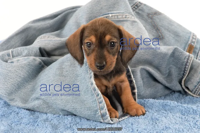 : Dog Miniature Dachshund 7 week old puppy : Dog Miniature Dachshund 7 week old puppy