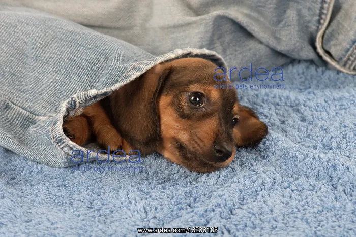: Dog Miniature Dachshund 7 week old puppy : Dog Miniature Dachshund 7 week old puppy