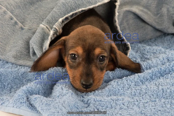 : Dog Miniature Dachshund 7 week old puppy : Dog Miniature Dachshund 7 week old puppy