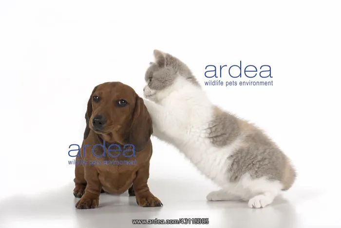 : DOG. Miniature Dachshund with British shothair cat : DOG. Miniature Dachshund with British shothair cat