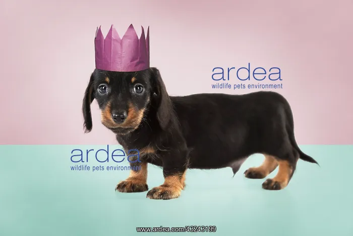 : Dog. DOG. Miniature Dachshund puppy ( 7 weeks old ) in studio wearing Christmas : Dog. DOG. Miniature Dachshund puppy ( 7 weeks old ) in studio wearing Christmas