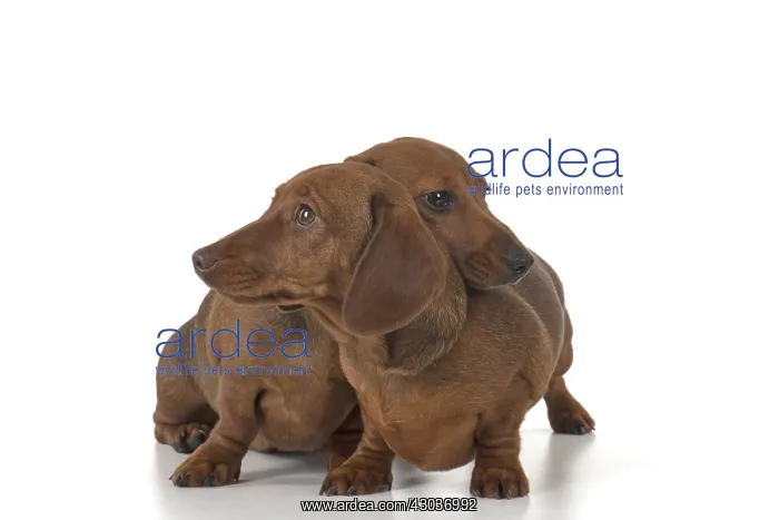 : DOG. Miniature Dachshunds : DOG. Miniature Dachshunds