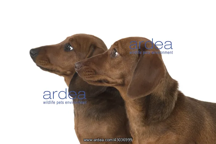  : DOG. Miniature Dachshunds