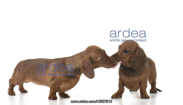 : DOG. Miniature Dachshunds : DOG. Miniature Dachshunds