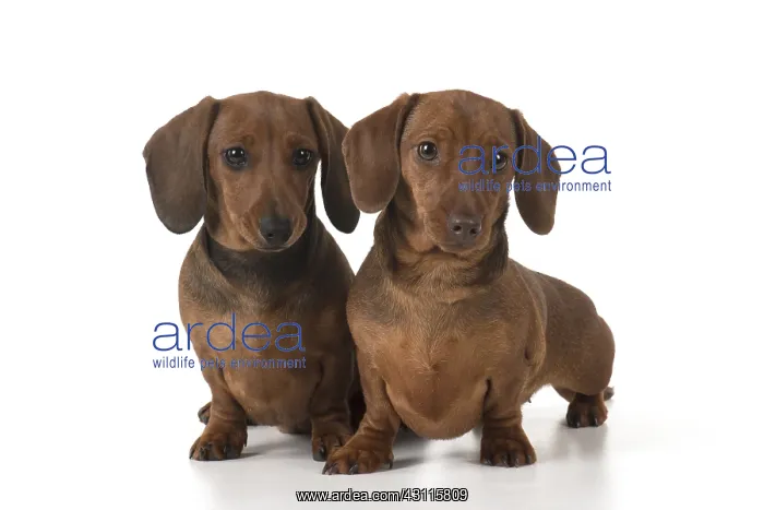 : DOG. Miniature Dachshunds : DOG. Miniature Dachshunds