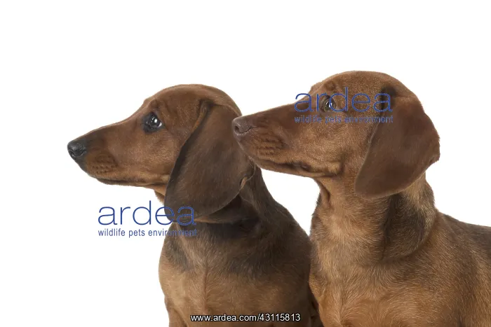 : DOG. Miniature Dachshunds : DOG. Miniature Dachshunds