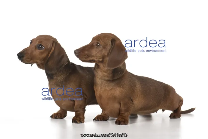 : DOG. Miniature Dachshunds : DOG. Miniature Dachshunds