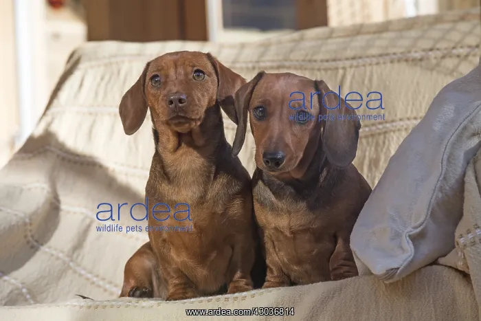: DOG. Miniature Dachshunds in a chair : DOG. Miniature Dachshunds in a chair