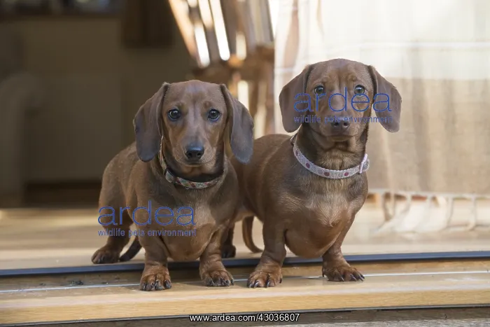 : DOG. Miniature Dachshunds in a garden room : DOG. Miniature Dachshunds in a garden room