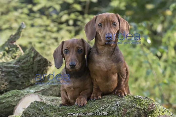 : DOG. Miniature Dachshunds on logs : DOG. Miniature Dachshunds on logs