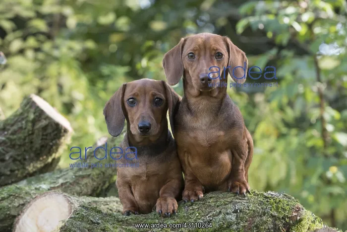 : DOG. Miniature Dachshunds on logs : DOG. Miniature Dachshunds on logs
