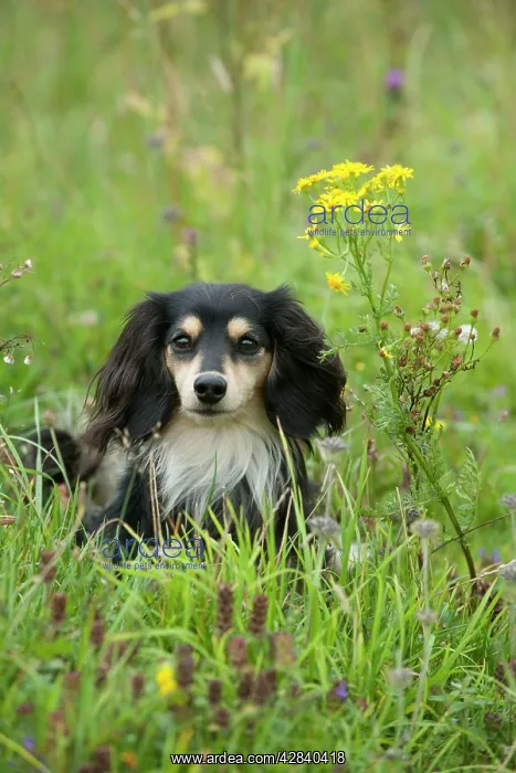 : DOG - Miniature long haired dachshund : DOG - Miniature long haired dachshund