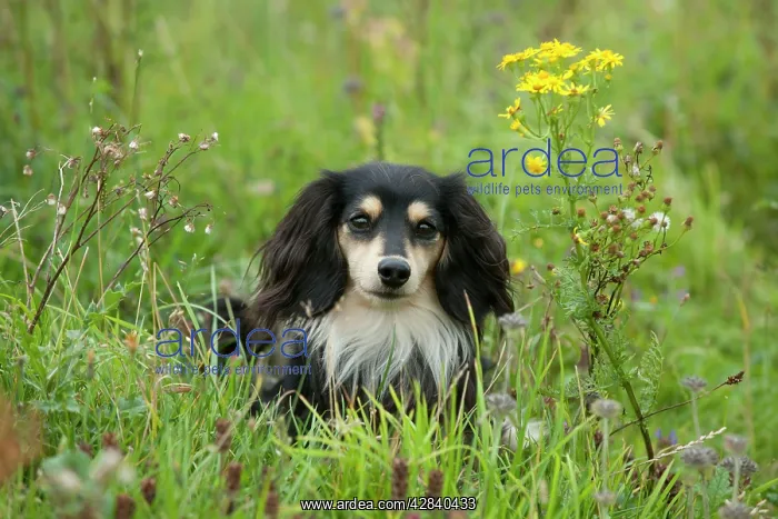 : DOG - Miniature long haired dachshund : DOG - Miniature long haired dachshund