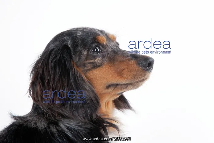 : Dog - Miniature Long Haired Dachshund : Dog - Miniature Long Haired Dachshund