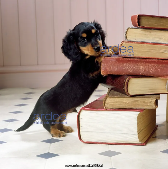  : Dog - Miniature Long-haired Dachshund