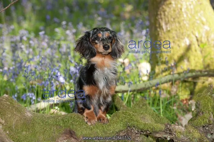 : DOG - Miniature long haired dachshund in bluebells : DOG - Miniature long haired dachshund in bluebells