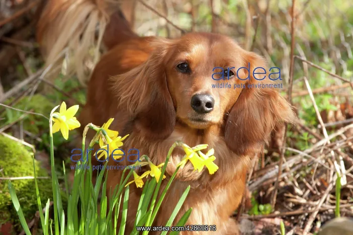 : Dog - Miniature Long Haired Dachshund - by Daffodils : Dog - Miniature Long Haired Dachshund - by Daffodils