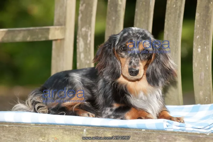 : DOG - Miniature long haired dachshund laying on bench : DOG - Miniature long haired dachshund laying on bench
