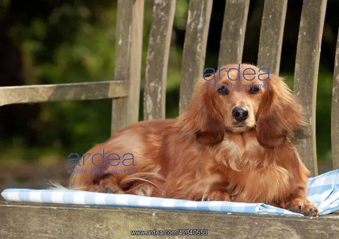 : DOG - Miniature long haired dachshund laying on bench : DOG - Miniature long haired dachshund laying on bench