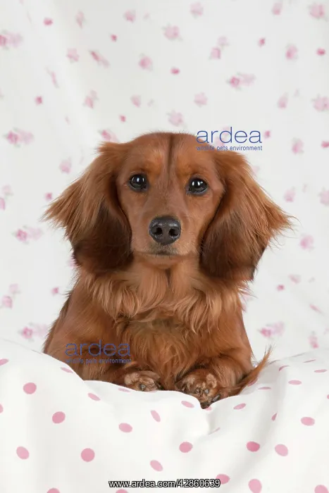 : Dog - Miniature Long Haired Dachshund - lying down : Dog - Miniature Long Haired Dachshund - lying down