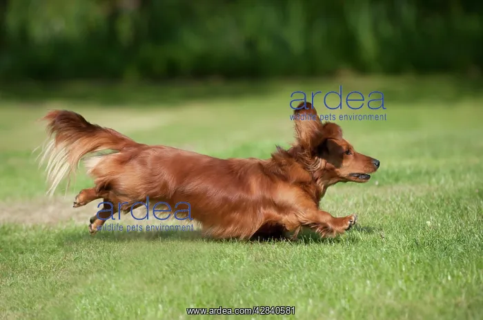 : DOG - Miniature long haired dachshund running in garden : DOG - Miniature long haired dachshund running in garden