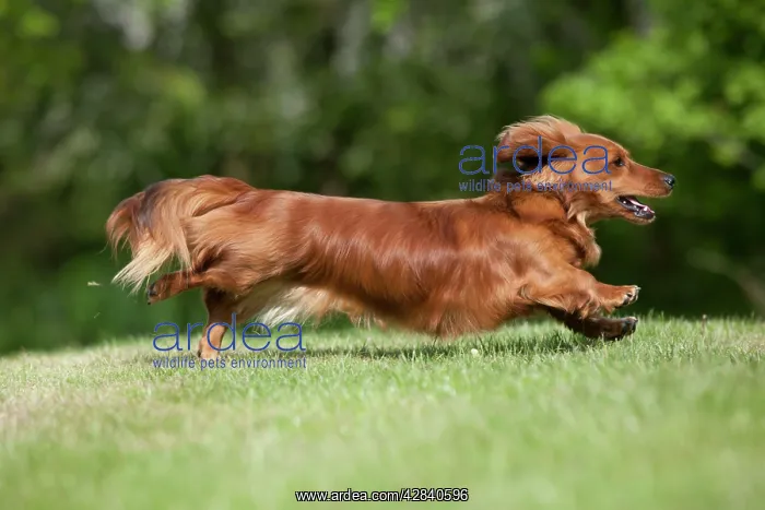 : DOG - Miniature long haired dachshund running in garden : DOG - Miniature long haired dachshund running in garden