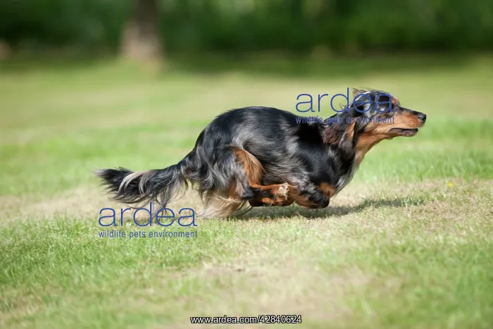 : DOG - Miniature long haired dachshund running in garden : DOG - Miniature long haired dachshund running in garden