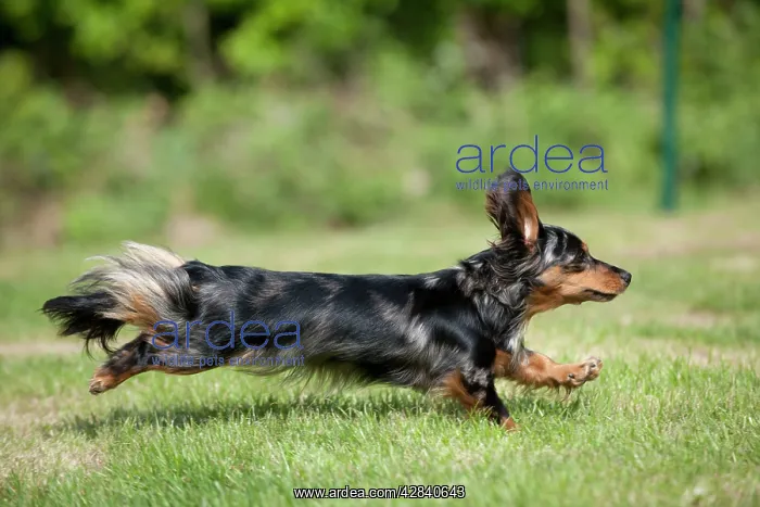 : DOG - Miniature long haired dachshund running in garden : DOG - Miniature long haired dachshund running in garden