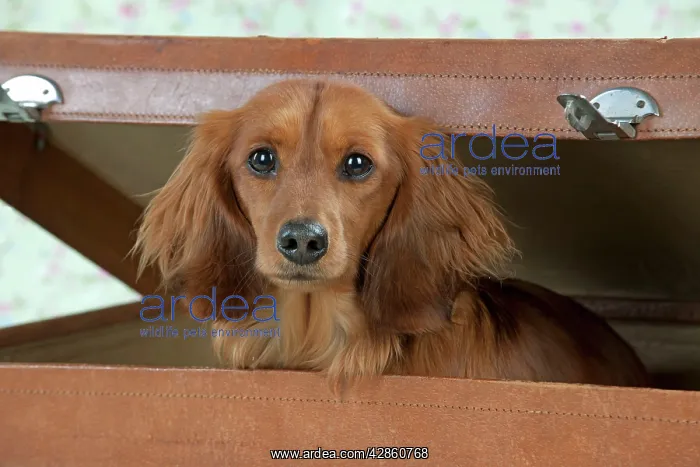 : Dog - Miniature Long Haired Dachshund - sitting : Dog - Miniature Long Haired Dachshund - sitting