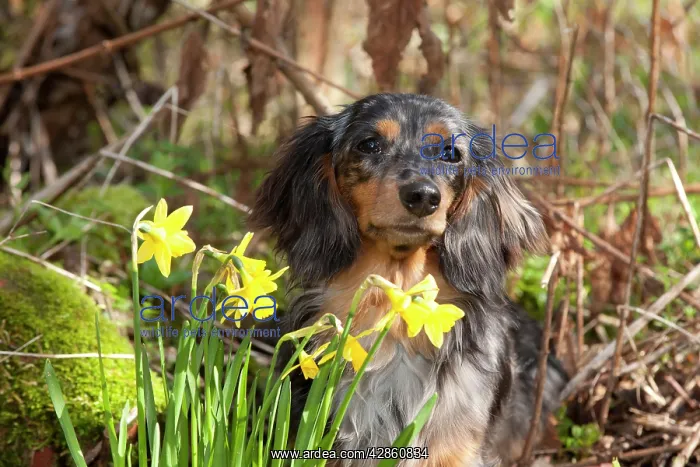 : Dog - Miniature Long Haired Dachshund - sitting : Dog - Miniature Long Haired Dachshund - sitting