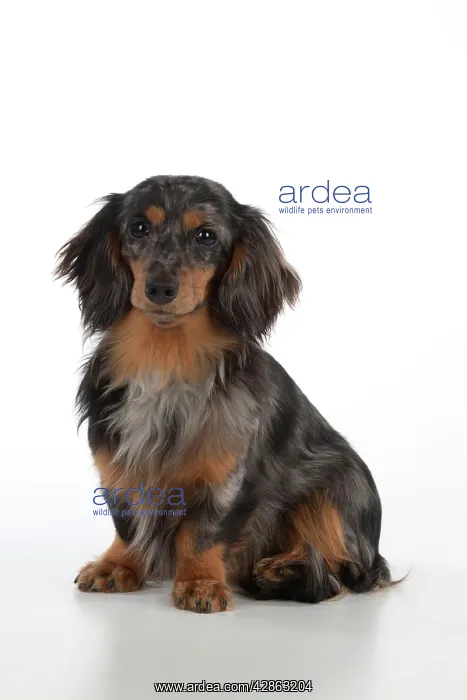 : Dog - Miniature Long Haired Dachshund - sitting down : Dog - Miniature Long Haired Dachshund - sitting down