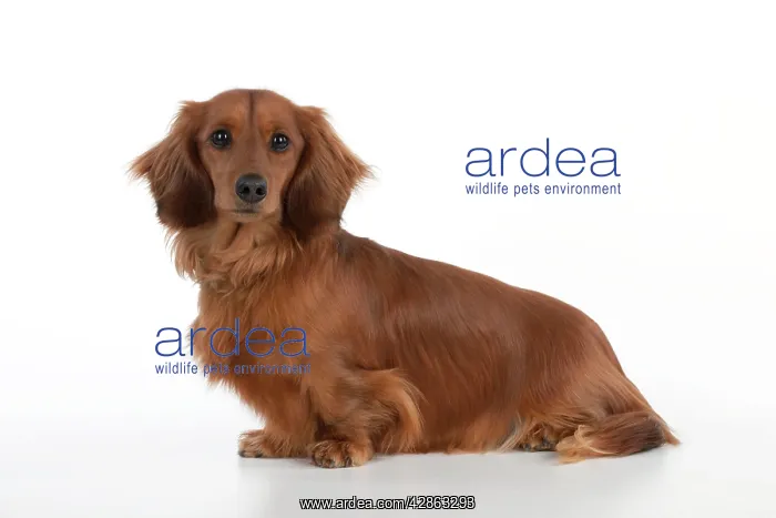 : Dog - Miniature Long Haired Dachshund - sitting down : Dog - Miniature Long Haired Dachshund - sitting down