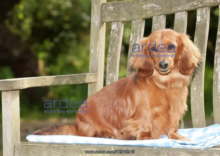: DOG - Miniature long haired dachshund sitting on bench : DOG - Miniature long haired dachshund sitting on bench