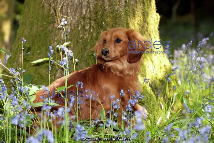 : DOG - Miniature long haired dachshund sitting in bluebells : DOG - Miniature long haired dachshund sitting in bluebells