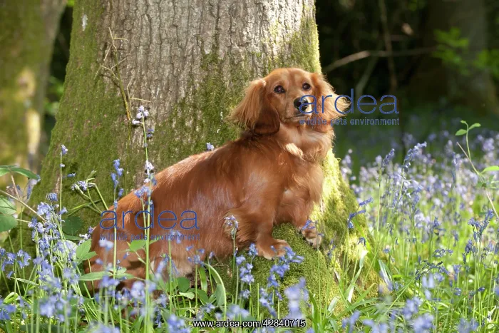 : DOG - Miniature long haired dachshund sitting in bluebells : DOG - Miniature long haired dachshund sitting in bluebells